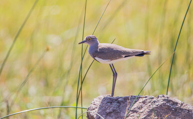 Senegal lapwing (Vanellus lugubris) is a resident African bird. They are rarely seen in the...