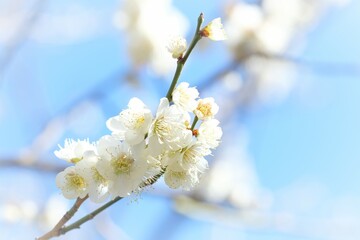 Japanese plum blossom in early spring