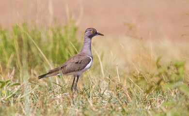 Senegal lapwing (Vanellus lugubris) is a resident African bird. They are rarely seen in the iSimangaliso wetland area.
