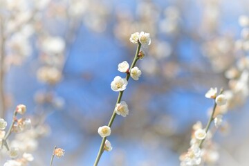 Japanese plum blossom in early spring