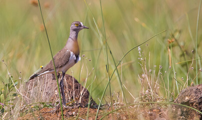 Senegal lapwing (Vanellus lugubris) is a resident African bird. They are rarely seen in the iSimangaliso wetland area.