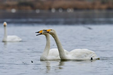 北国に冬に訪れる水鳥、純白のオオハクチョウ
