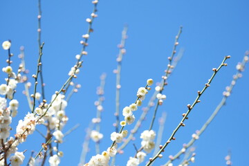 Japanese plum blossom in early spring