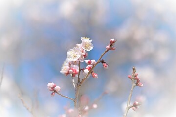 pink Japanese apricot blossom in blooming