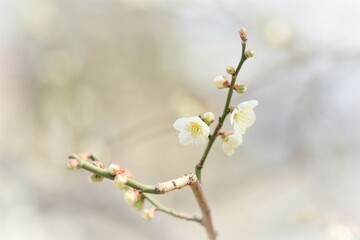 Fototapeta na wymiar Japanese plum blossom in early spring