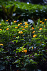 Yellow Flower in the park