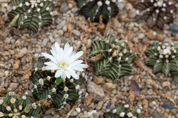 white flowers of the tree Gymnocalycium stenopleurum is a type of cactus.