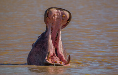 Hippo (Hippopotamus amphibius) is a large mammal herbivore from the hippo (Hippopotamidae) family....