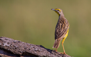 Yellow-throated longclaw (Macronyx croceus) is a bird living on the African continent.