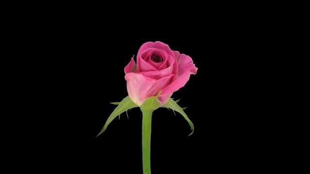 Time lapse of opening pink Aqua rose with ALPHA transparency channel isolated on black background
