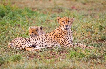 Cheetahs (Acinonyx jubatus) , one of the most favorite predators of African wildlife, are also the fastest land animals in the world.