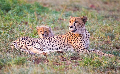 Cheetahs (Acinonyx jubatus) , one of the most favorite predators of African wildlife, are also the fastest land animals in the world.