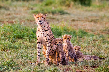 Fototapeta premium Cheetahs (Acinonyx jubatus) , one of the most favorite predators of African wildlife, are also the fastest land animals in the world.