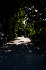 Tree surrounding the road