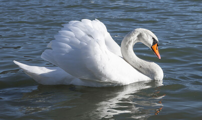 A beautiful and graceful swan floats on the water. About swans - concept.