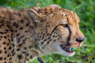 Cheetahs (Acinonyx jubatus) , one of the most favorite predators of African wildlife, are also the fastest land animals in the world.