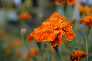 orange flower in the garden