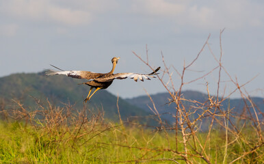 Red-crested korhaan (Lophotis ruficrista) is a species of bird in the Otididae family. It is found...