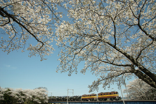 桜咲く春の三岐鉄道・三岐線を走るED45重連貨物列車