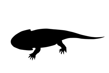 amphibian silhouette on a white background
