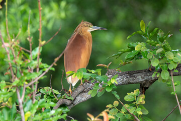Crabier chevelu, Héron crabier, Ardeola ralloides, Squacco Heron