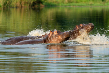 Fototapeta premium Hippopotame, Hippopotamus amphibius, Afrique du Sud