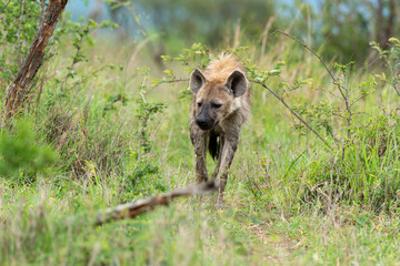 Hyène tachetée, jeune, Crocuta crocuta, Afrique du Sud