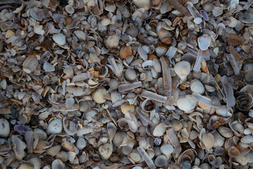 Seashore shells