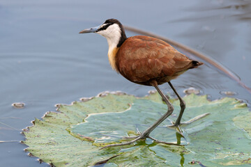 Jacana à poitrine dorée,.Actophilornis africanus, African Jacana, Parc national Kruger, Afrique du Sud