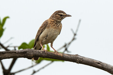 Merle litsitsirupa, Grive litsitsirupa,.Turdus litsitsirupa, Groundscraper Thrush
