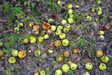 Rotten apples on ground .