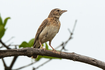 Merle litsitsirupa, Grive litsitsirupa,.Turdus litsitsirupa, Groundscraper Thrush