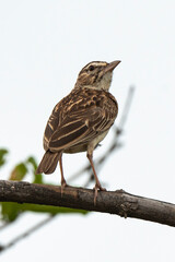 Merle litsitsirupa, Grive litsitsirupa,.Turdus litsitsirupa, Groundscraper Thrush