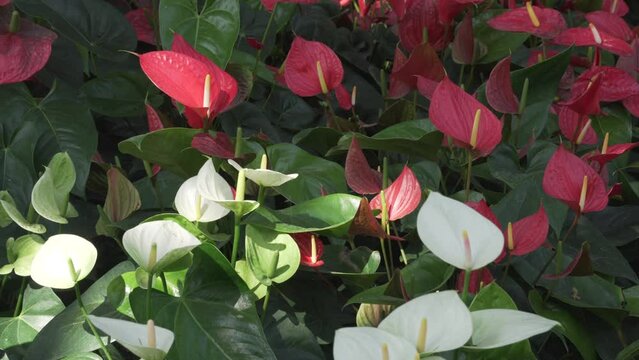 blooming white red Anthurium flamingo tailflower laceleaf flower field garden horticulture