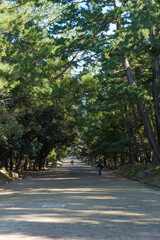 Nara Park, a sightseeing spot with lush natural scenery surrounded by trees
