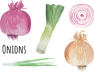 Watercolor illustration of various types of onions. Red, yellow, white onion, scallions and leek
