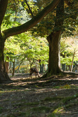 Deer in Nara Park relaxing in the forest