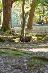 Deer in Nara Park relaxing in the forest