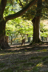 Obraz premium Deer in Nara Park relaxing in the forest