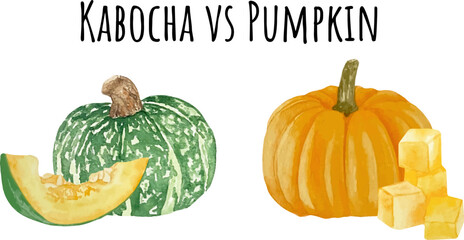 Watercolor illustration of Japanese kabocha squash and orange pumpkin. Japanese pumpkin. Asian food. Watercolor raw vegetables.