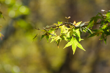 Yellow-green maple shining in the sunlight in autumn