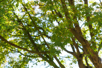 Yellow-green maple shining in the sunlight in autumn