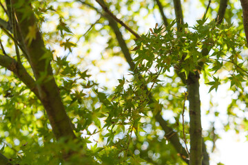 Yellow-green maple shining in the sunlight in autumn