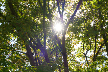 Obraz premium Yellow-green maple shining in the sunlight in autumn