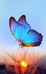 Natural pastel background. Morpho butterfly and dandelion. Seeds of a dandelion flower on a background of sunrise. © Oleksii