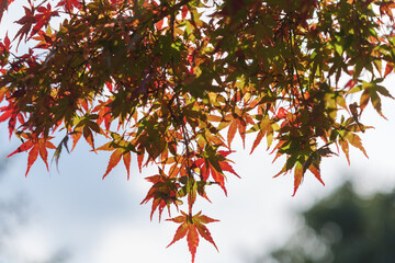 Autumn forest, beautiful autumn leaves in bright red and yellow