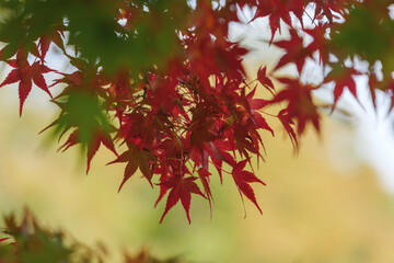 Autumn forest, beautiful autumn leaves in bright red and yellow