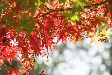 Autumn forest, beautiful autumn leaves in bright red and yellow