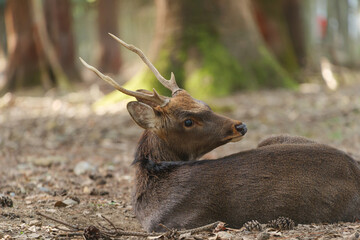 A lone stag relaxing in the woods