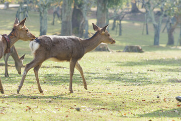 Deer in Nara Park relaxing in the forest